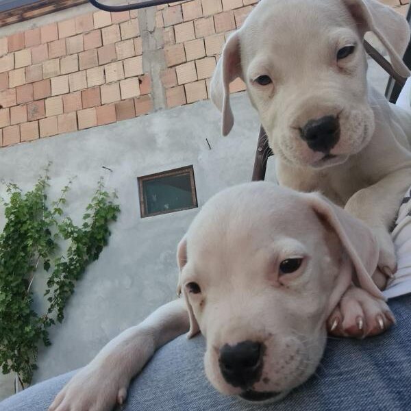 Dogo argentino prelepi štenci
