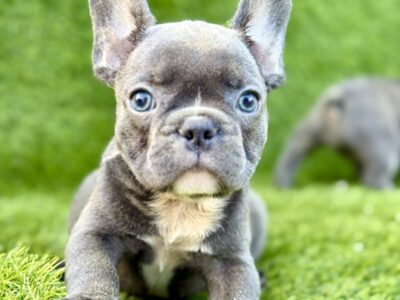 Francuski Buldog prelepi štenci