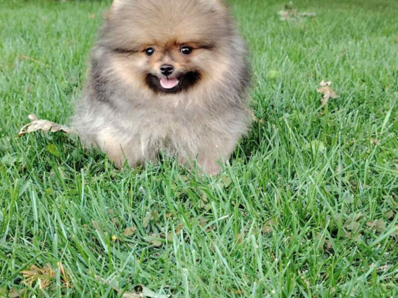 Pomeranac prelepi stenci
