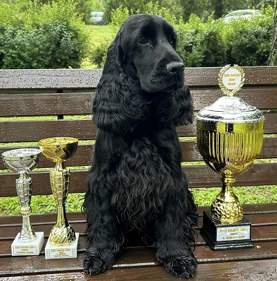 Engleski koker spanijel, mužjak