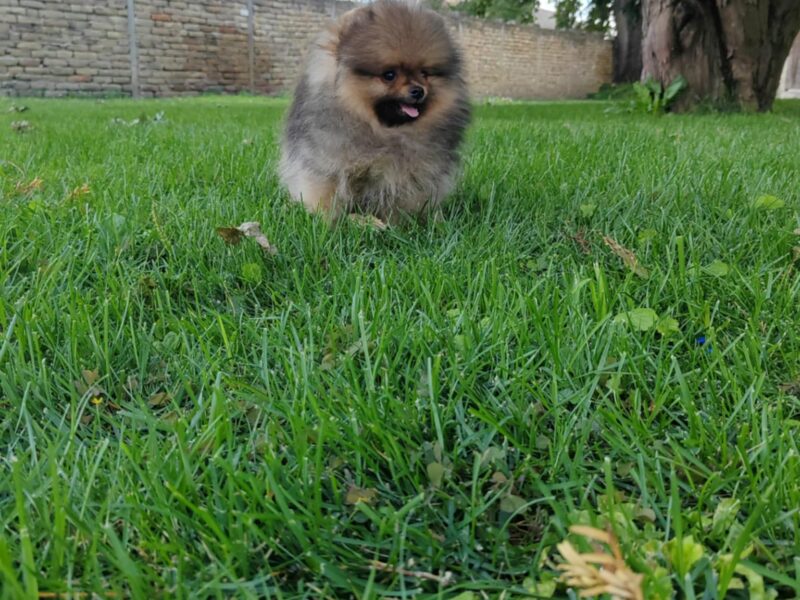Pomeranac prelepi stenci