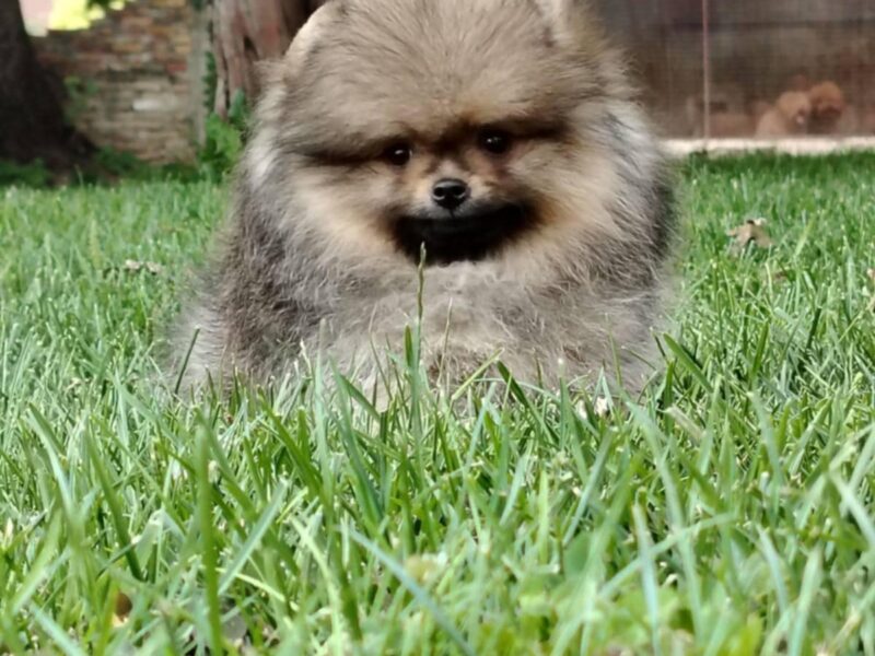 Pomeranac prelepi stenci