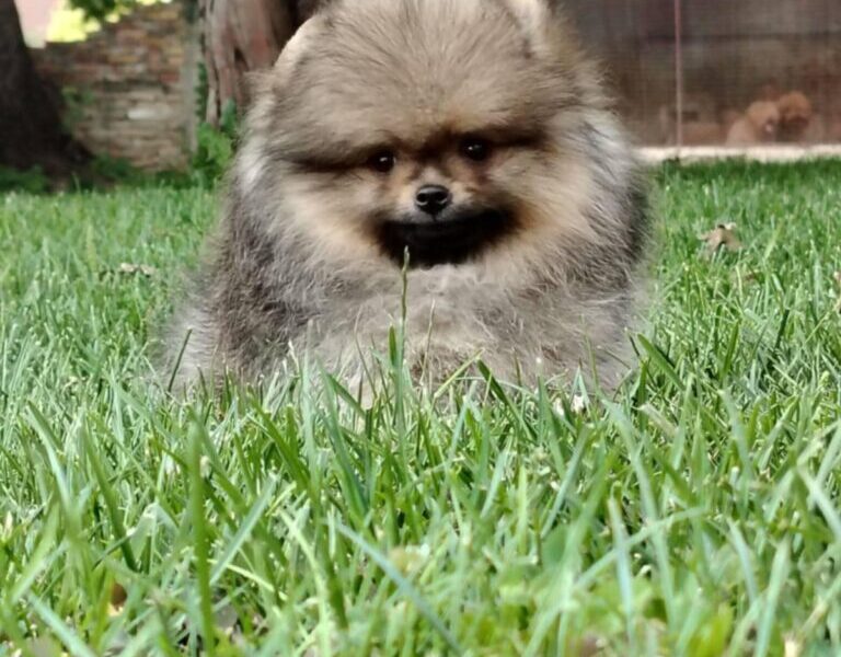 Pomeranac prelepi stenci