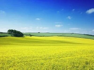 Perko seme - Stočni kelj AKCIJA