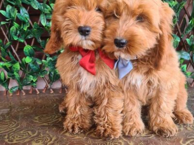 Labradoodle prelepi štenci