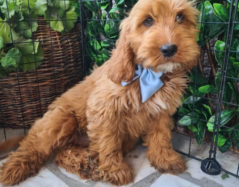 Labradoodle prelepi štenci