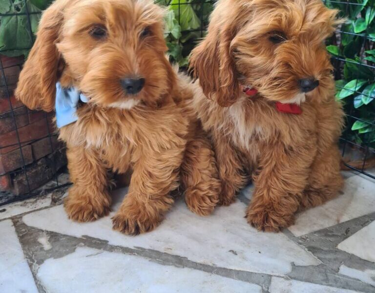 Labradoodle prelepi štenci