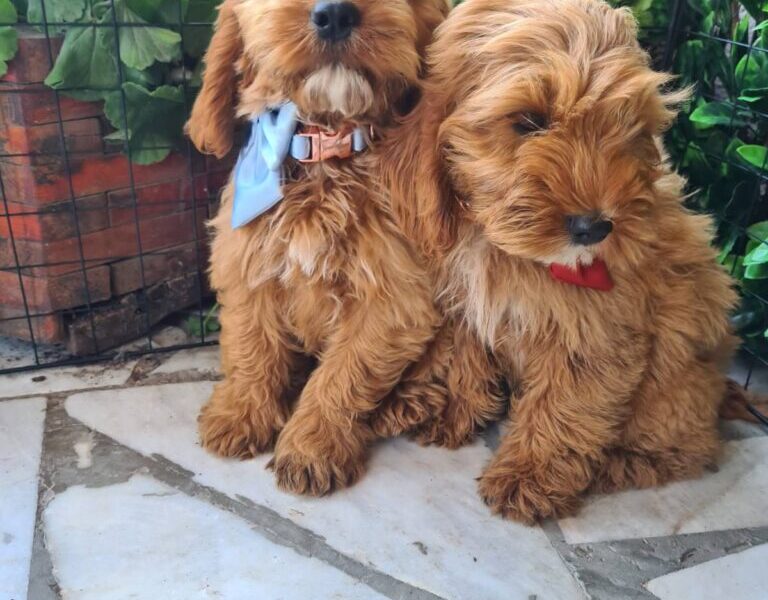 Labradoodle prelepi štenci