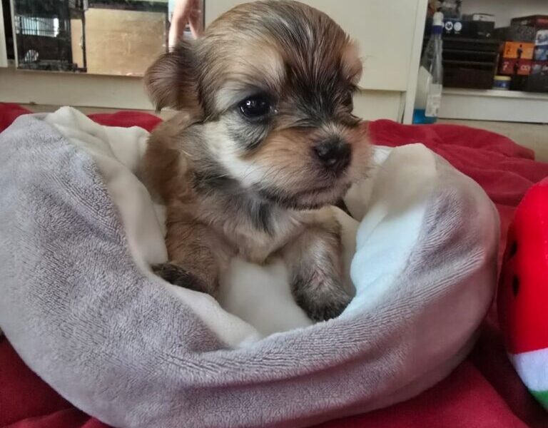 Havanski bišon štenci