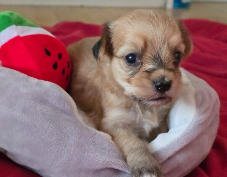 Havanski bišon štenci