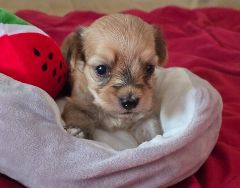 Havanski bišon štenci