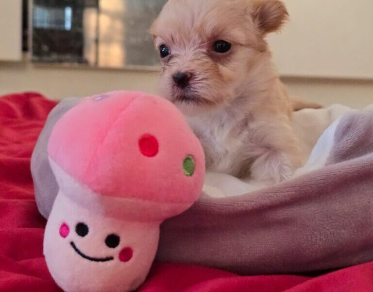 Havanski bišon štenci