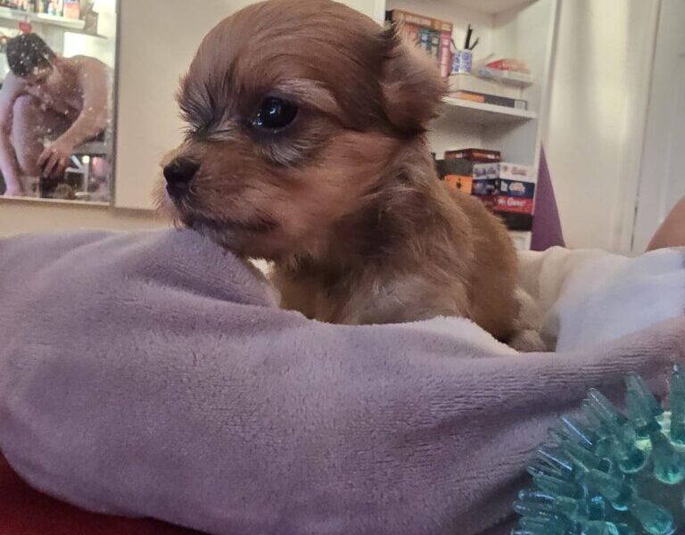 Havanski bišon štenci