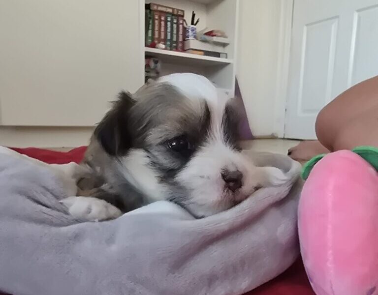 Havanski bišon štenci