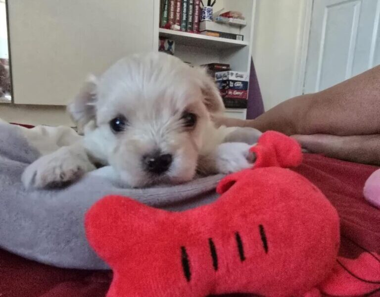 Havanski bišon štenci