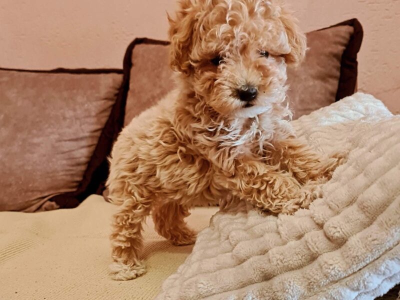 Maltipoo štenci