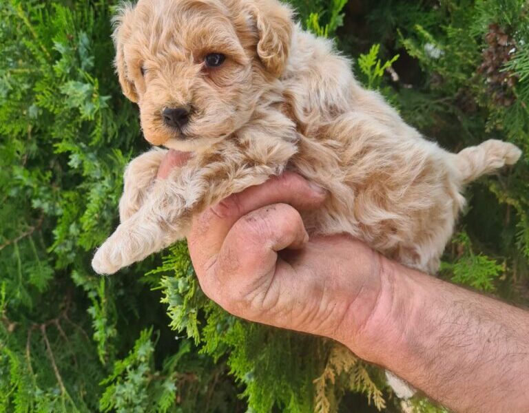 Maltipoo štenci