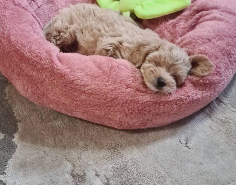 Maltipoo štenci