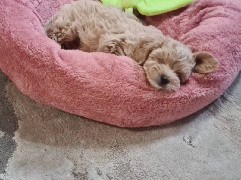 Maltipoo štenci