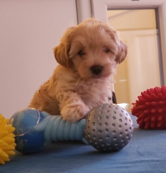 Maltipoo štenci