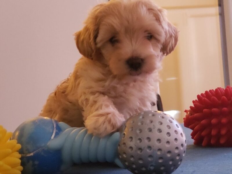 Maltipoo štenci