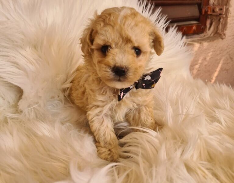 Maltipoo štenci