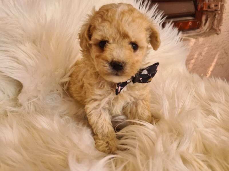 Maltipoo štenci