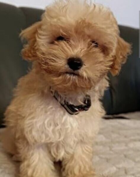 Maltipoo štenci