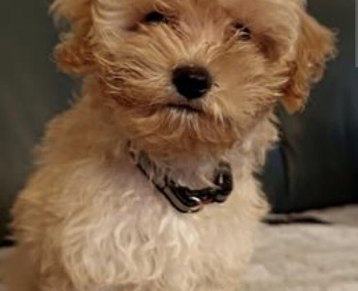 Maltipoo štenci