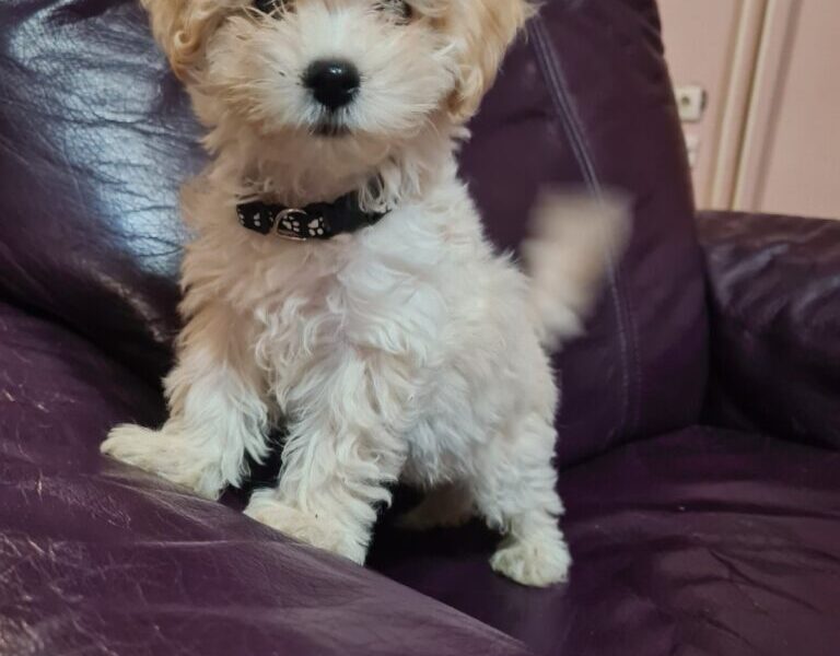 Maltipoo štenci