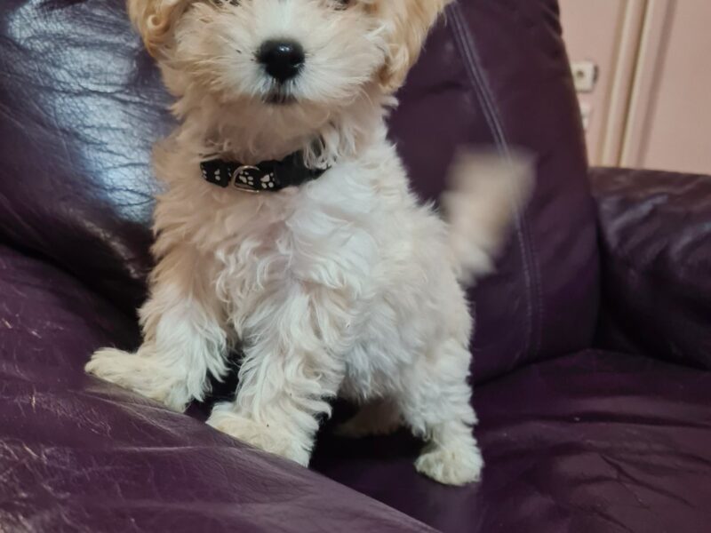 Maltipoo štenci