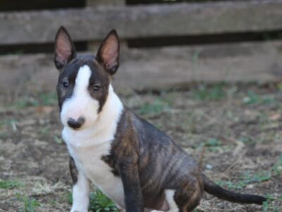 Mini Bull Terijer prelepi štenci