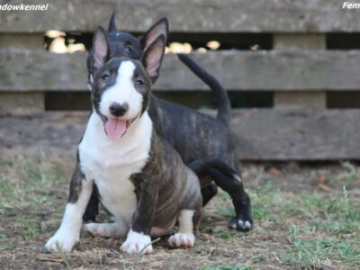 Mini Bull Terijer prelepi štenci