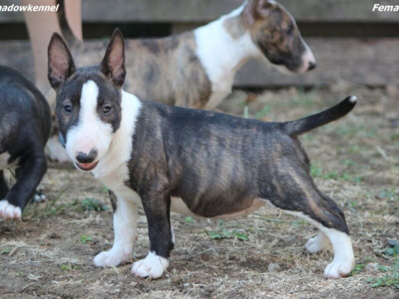 Mini Bull Terijer prelepi štenci