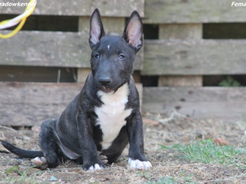Mini Bull Terijer prelepi štenci