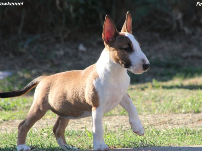 Mini Bull Terijer prelepi štenci