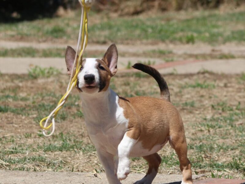 Mini Bull Terijer prelepi štenci