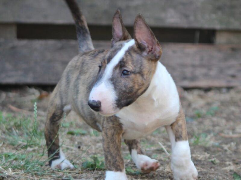 Mini Bull Terijer prelepi štenci