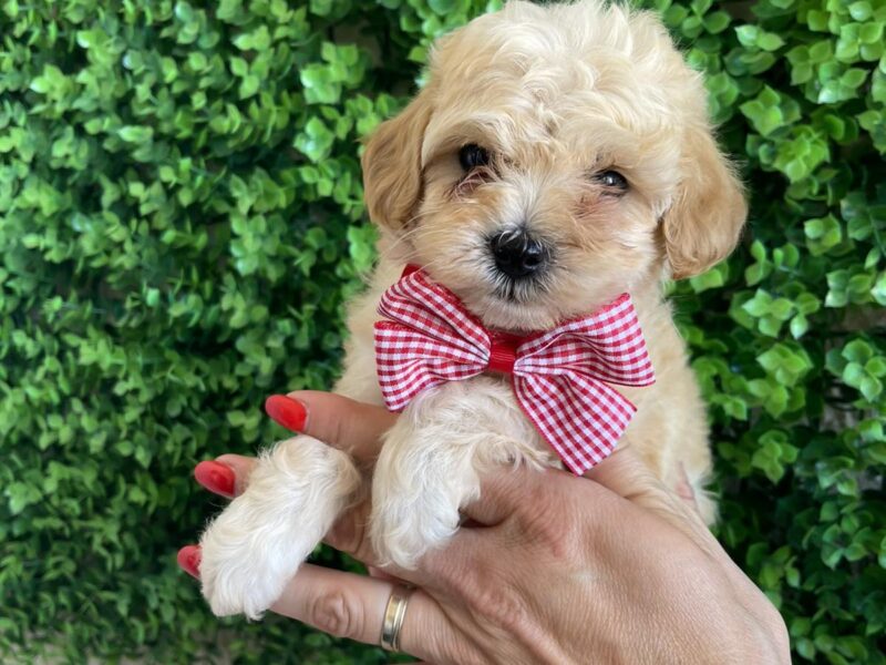 Maltipoo prelepi stenci