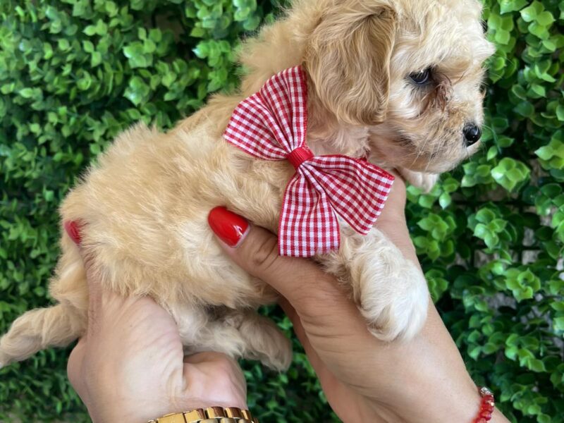 Maltipoo prelepi stenci