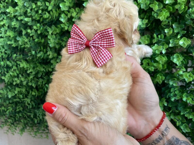 Maltipoo prelepi stenci