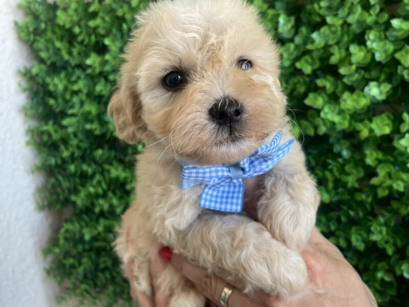 Maltipoo prelepi stenci