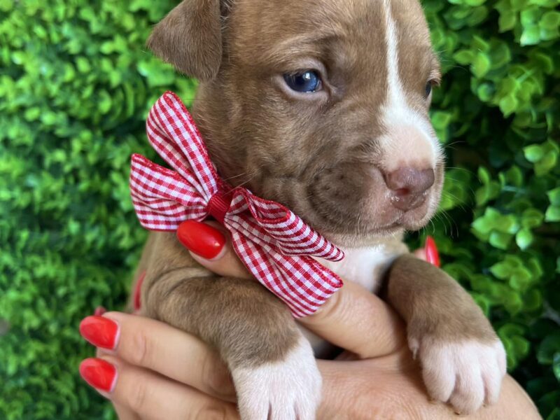 Pit Bull terijer prelepi stenci