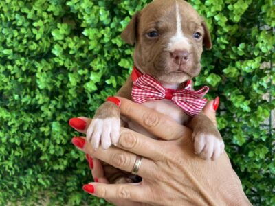 Pit Bull terijer prelepi stenci