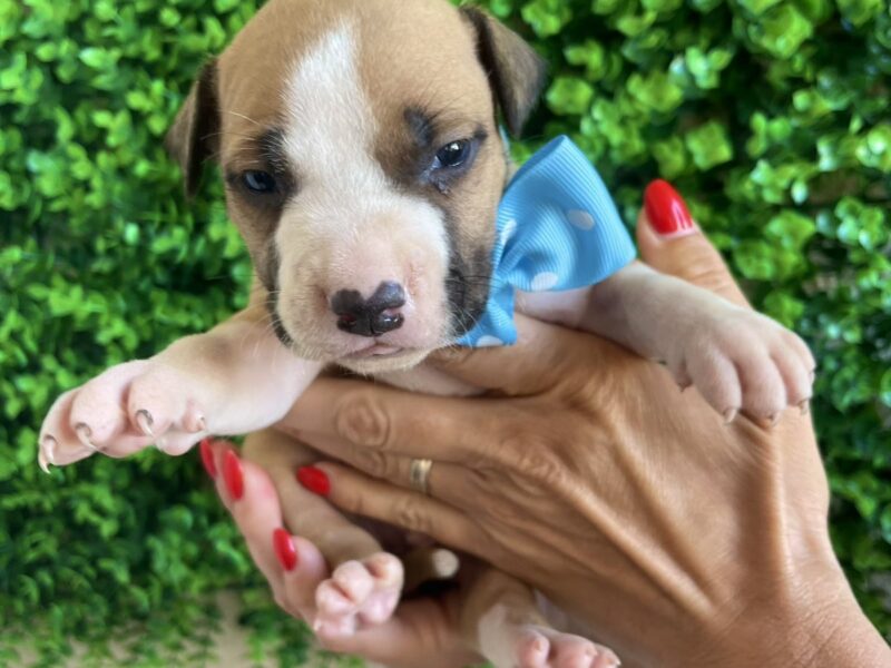 Pit Bull terijer prelepi stenci