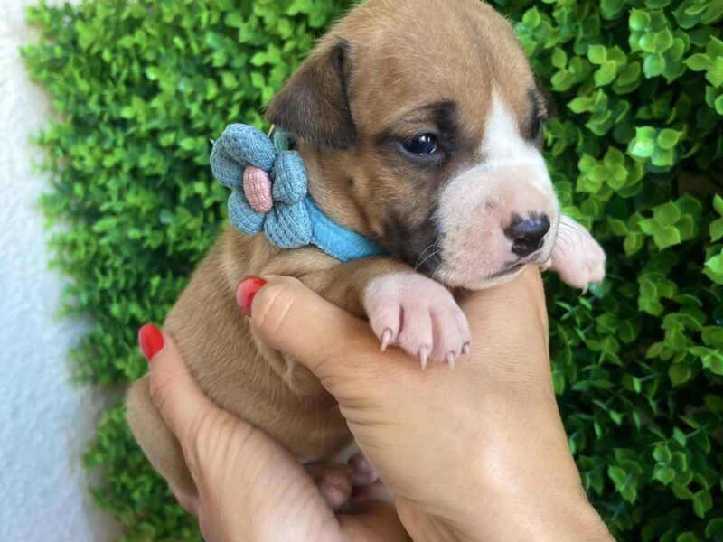 Pit Bull terijer prelepi stenci