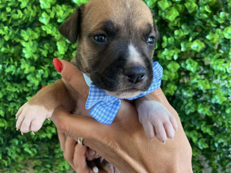 Pit Bull terijer prelepi stenci