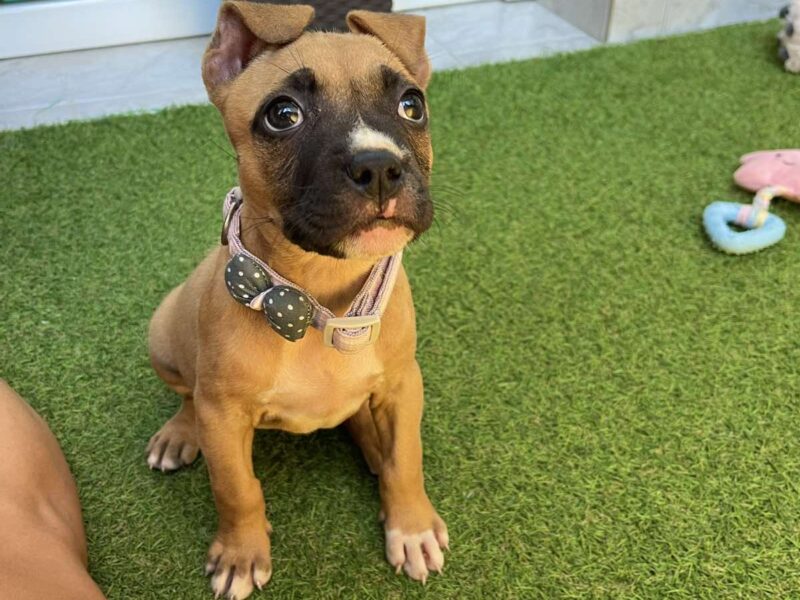 Pit Bull terijer prelepi stenci