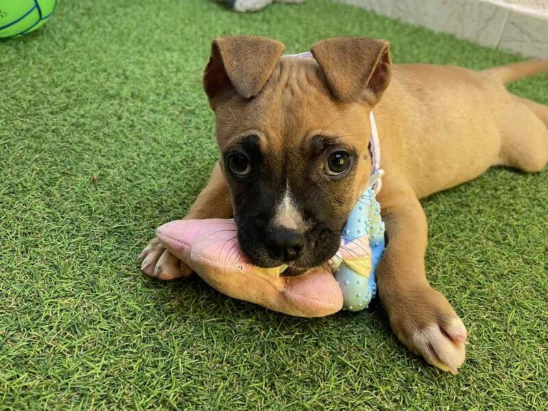 Pit Bull terijer prelepi stenci
