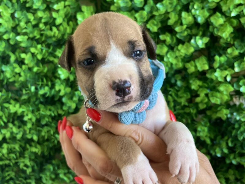 Pit Bull terijer prelepi stenci